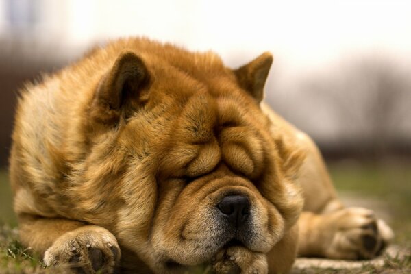 Schläfriger und flauschiger Hund ruht auf dem Rasen