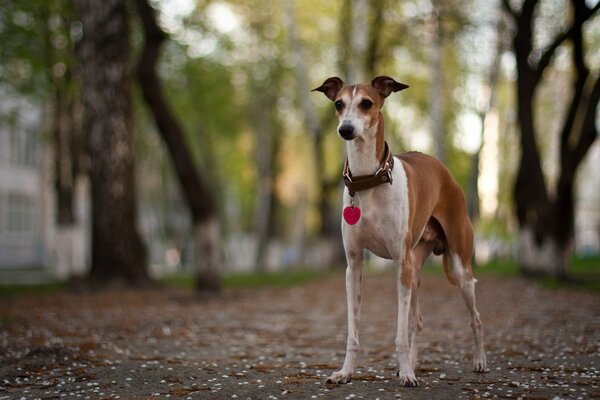 Cane con le gambe lunghe in piedi sulla pista