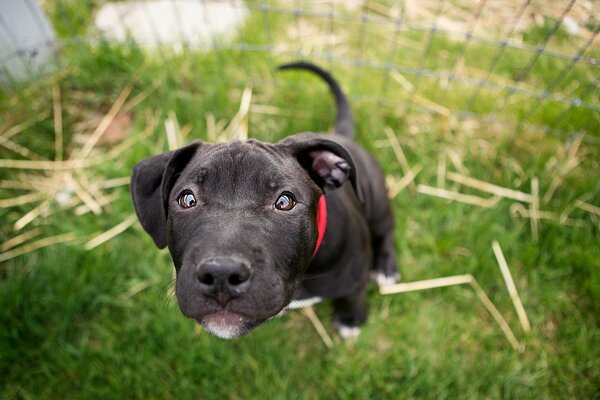 The puppy looks affectionately into the lens