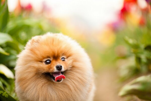 Un chien heureux a les yeux brillants
