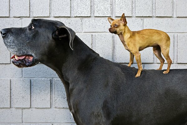 Ein kleiner Chihuahua reitet einen großen Hund
