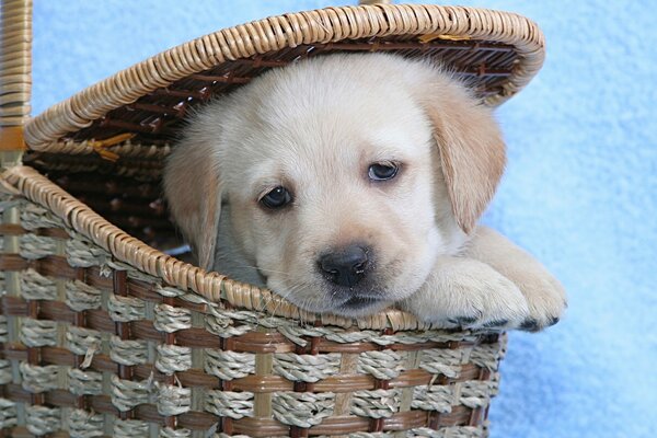 Labrador-Welpe im Blumenkorb