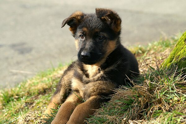 Chien mignon sur l herbe verte