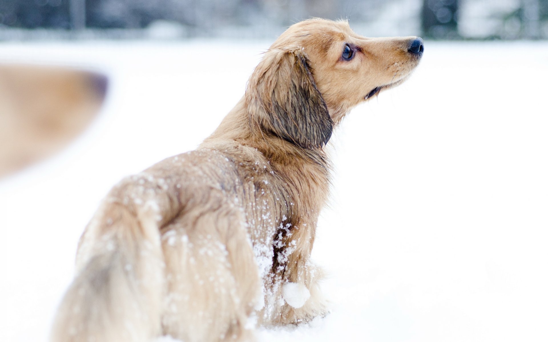 dog snow walk