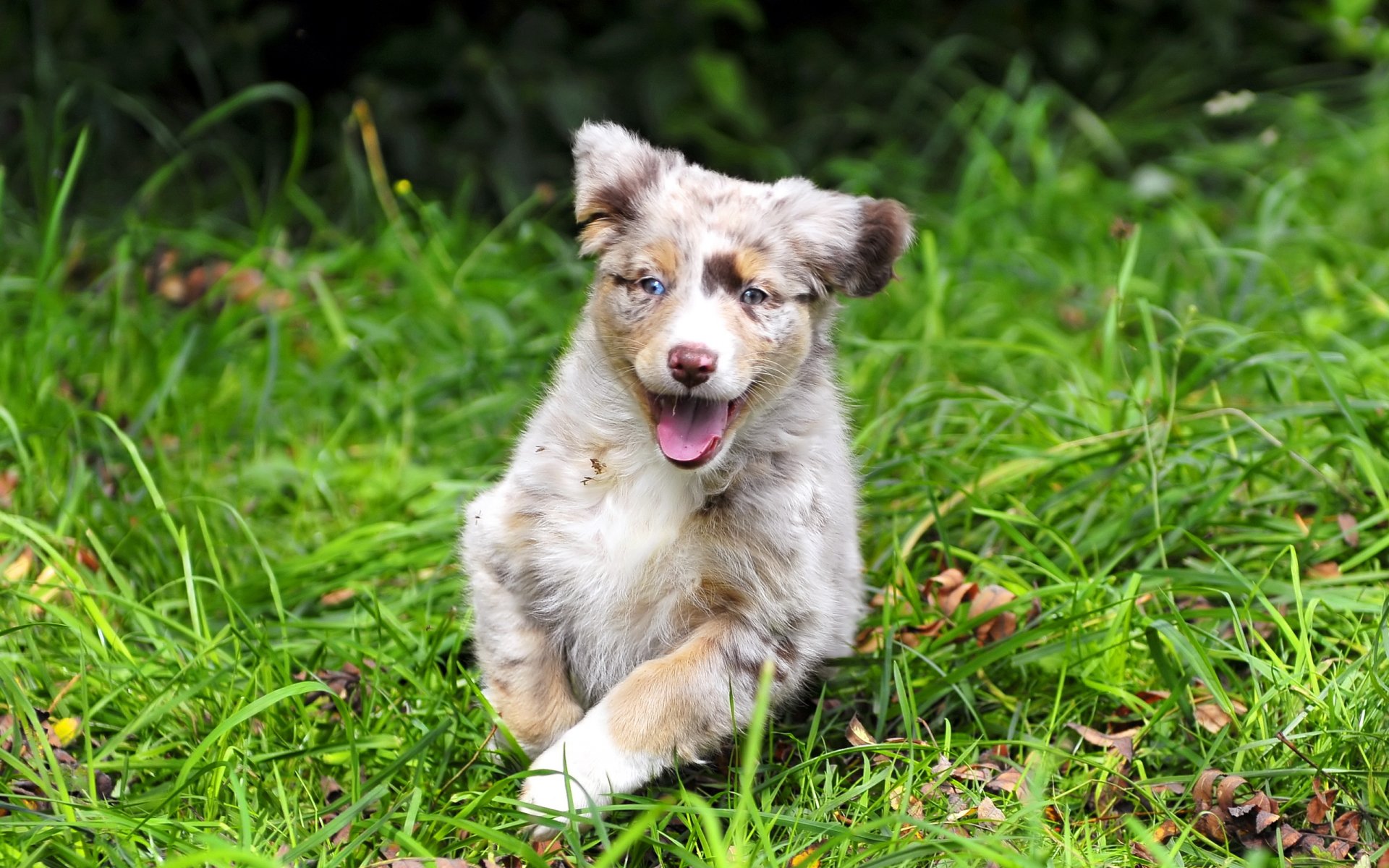 chien été herbe