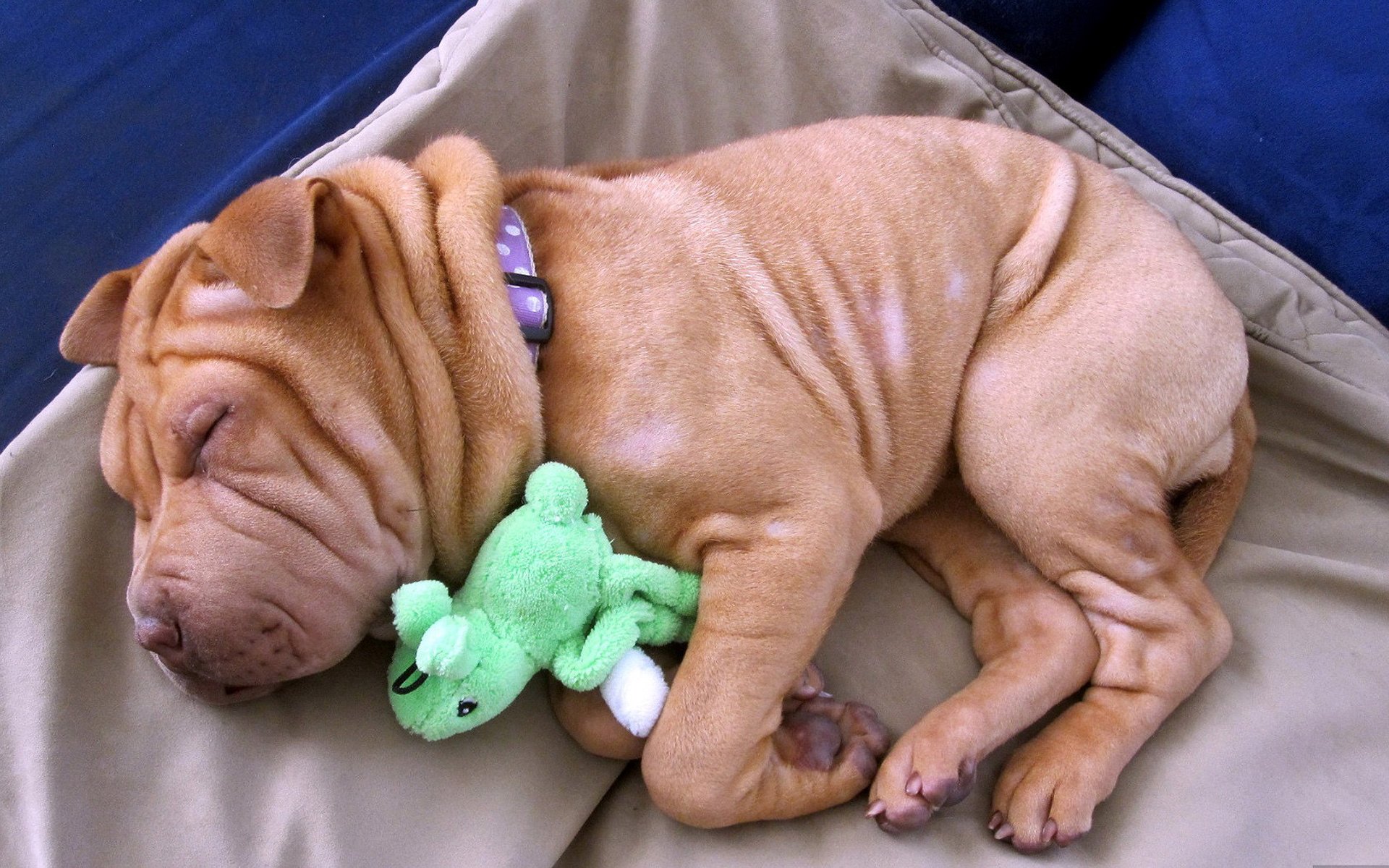 chiot shar pei plis sommeil jouet repos laine pattes museau boule