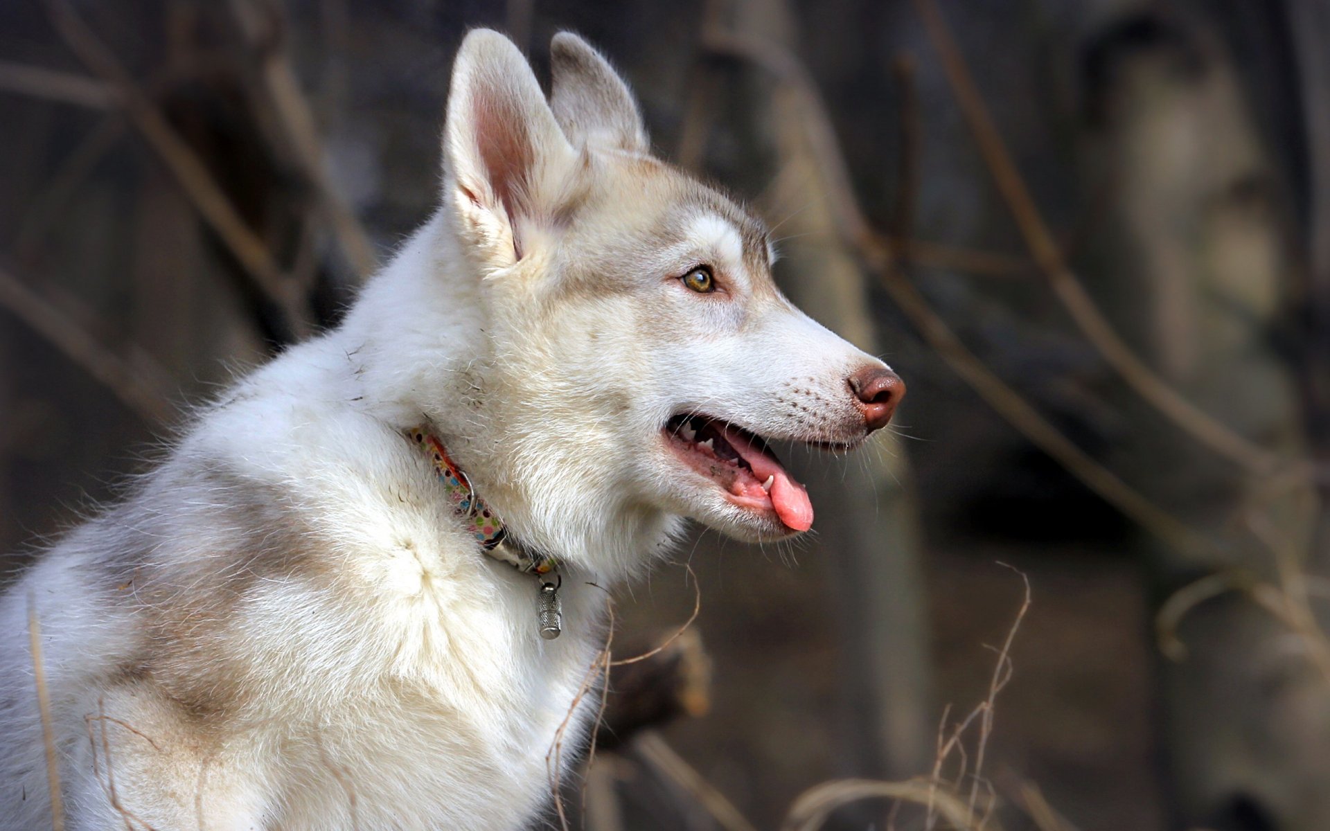 perro amigo naturaleza