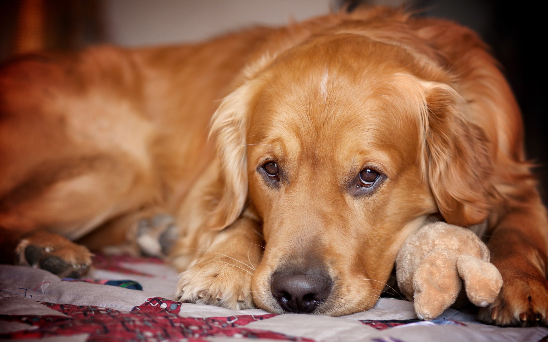 retriever pies przyjaciel spojrzenie smutek