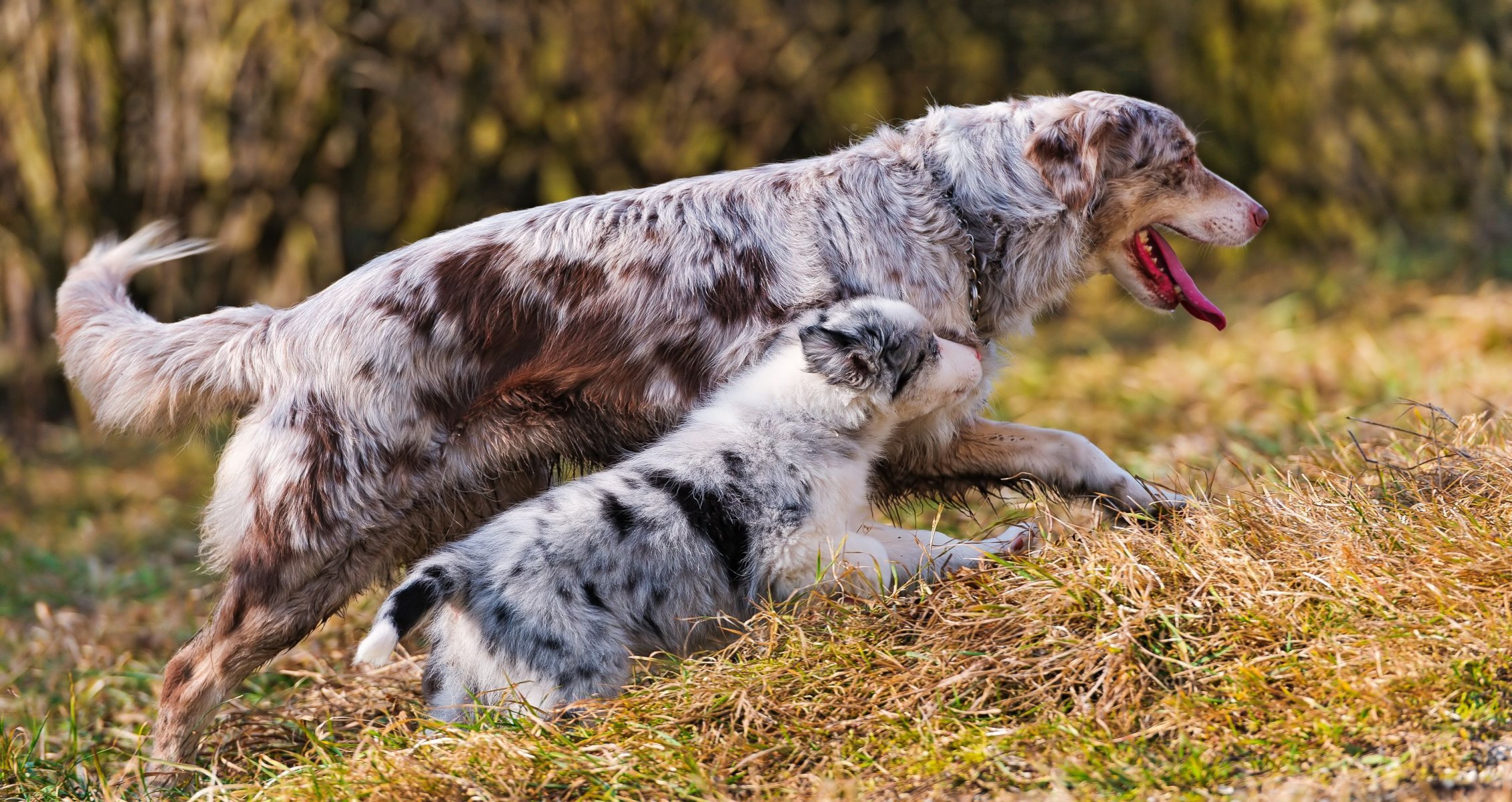 berger australien chiot marche maternité