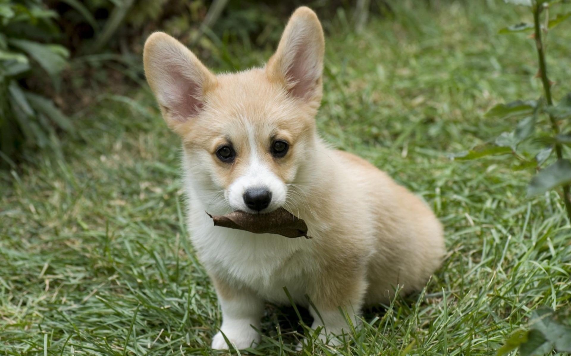 puppy eared sitting sheet gra