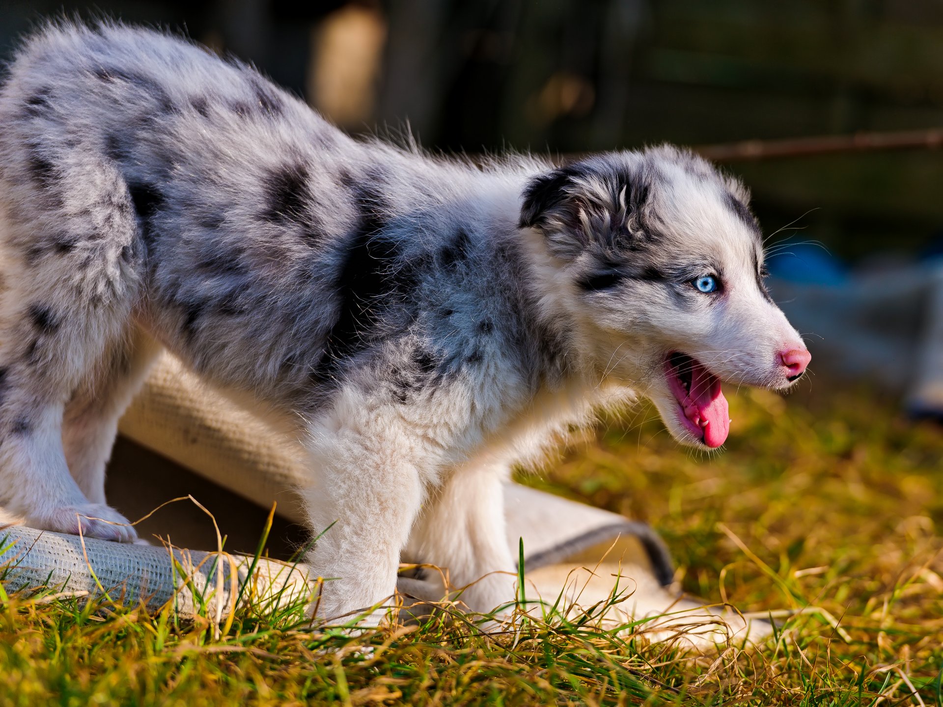 berger australien chiot herbe