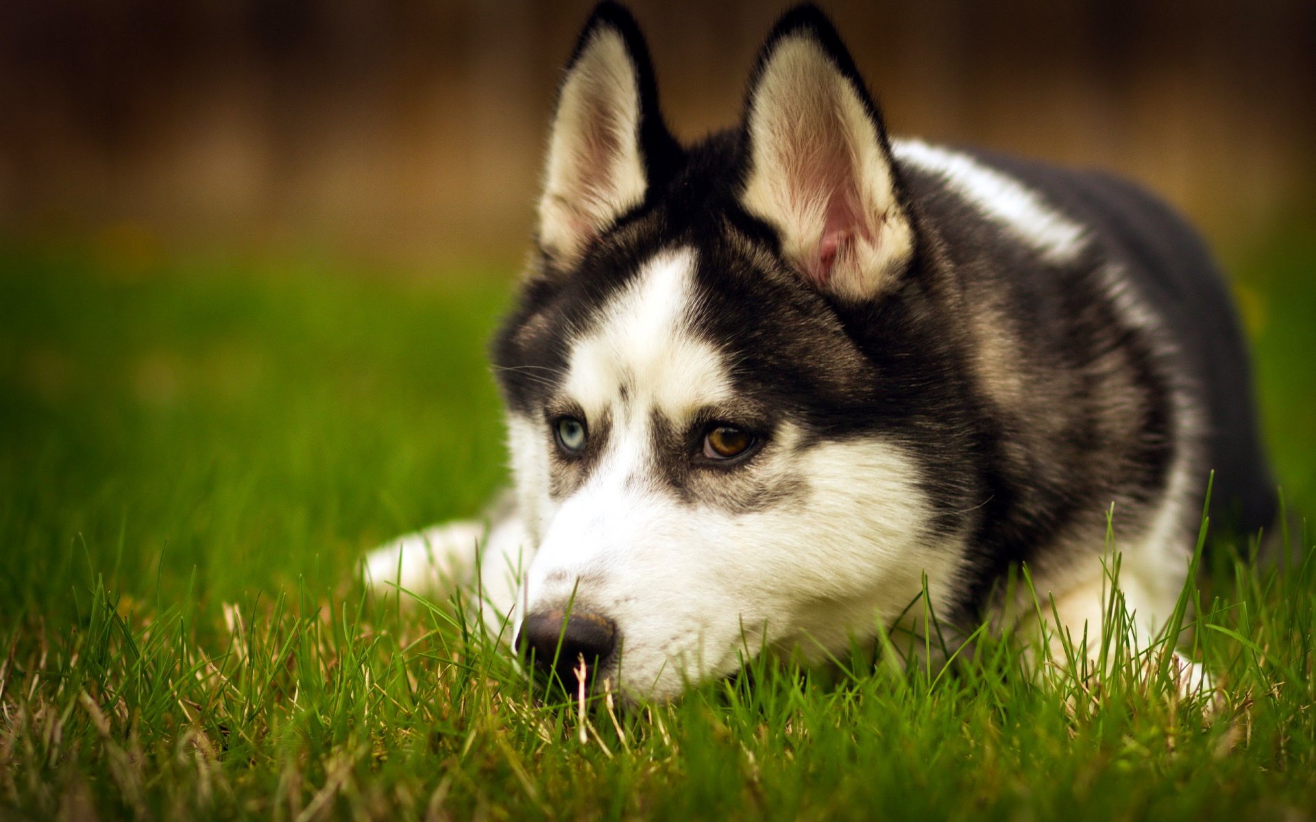 chien husky ami beauté