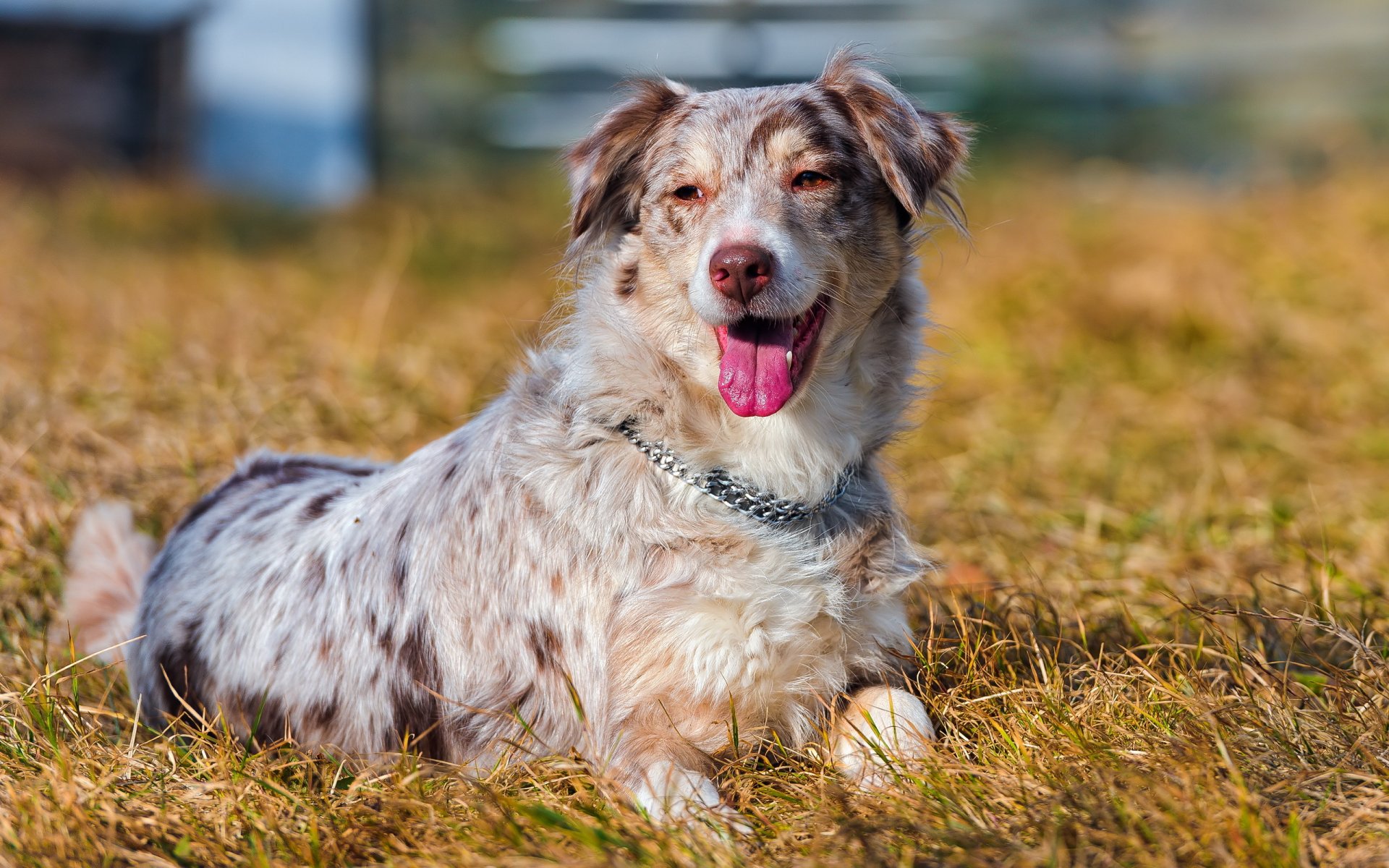 chien champ été