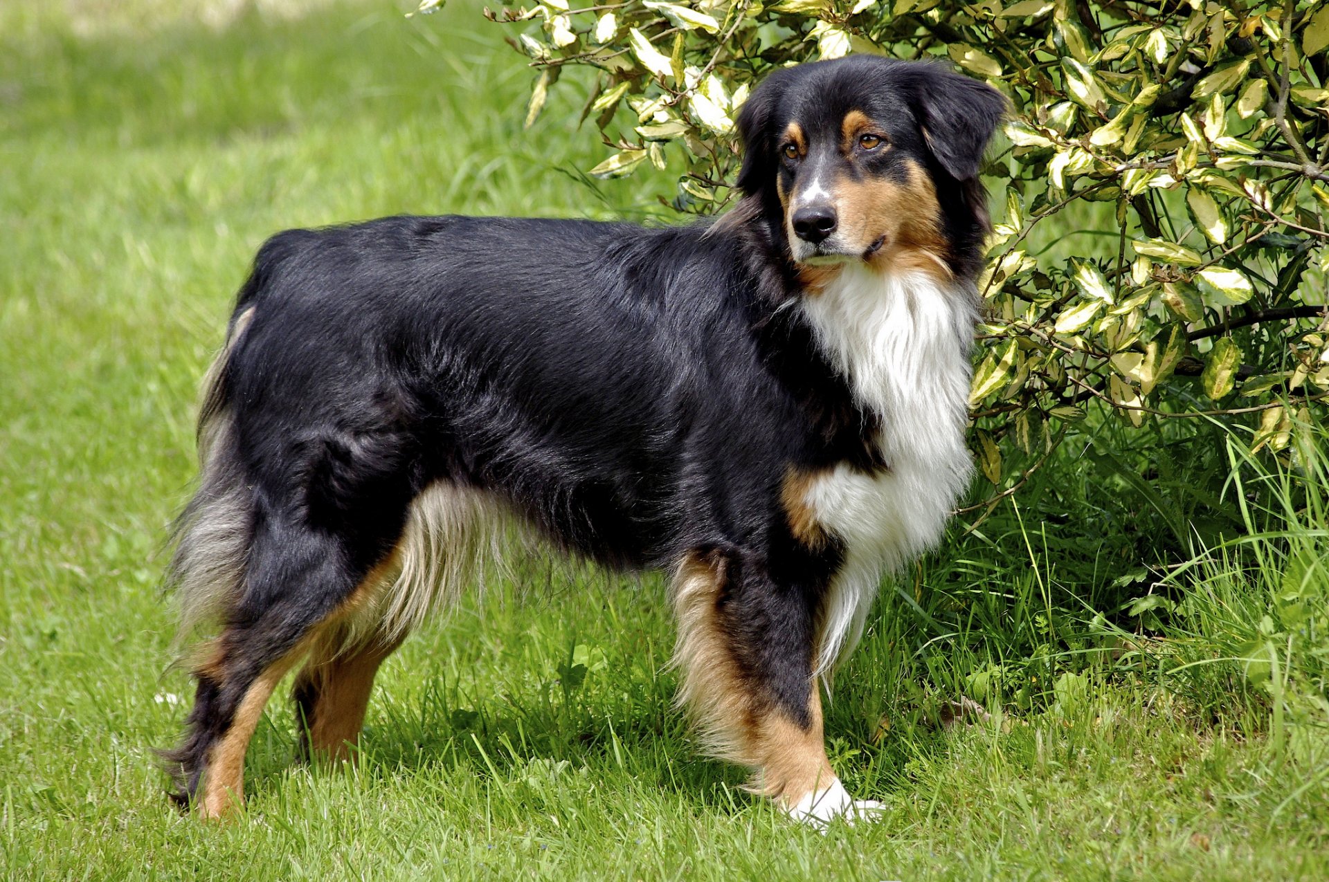 australian cattle shepherd