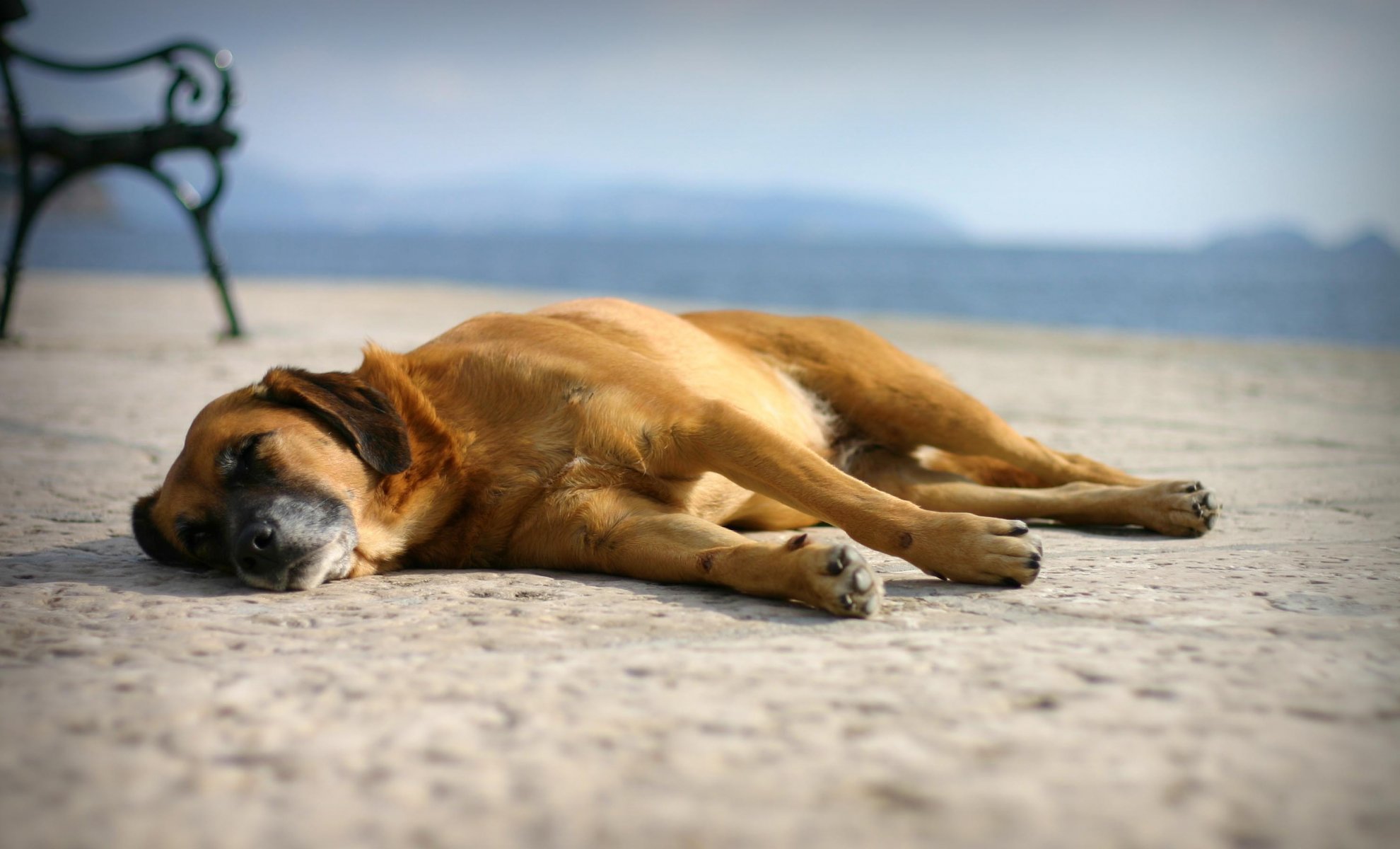 descanso sueño perro playa arena