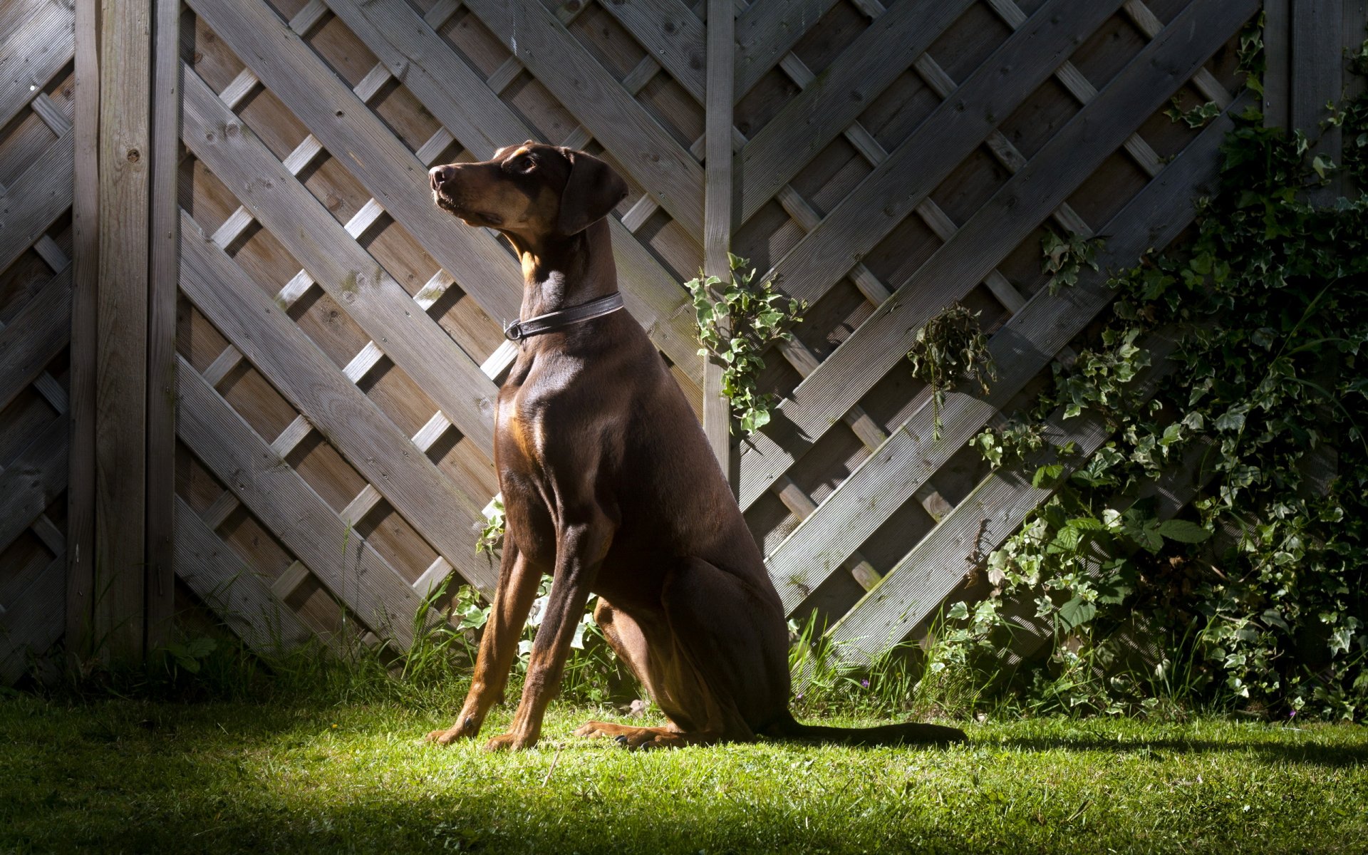 hund blick freund