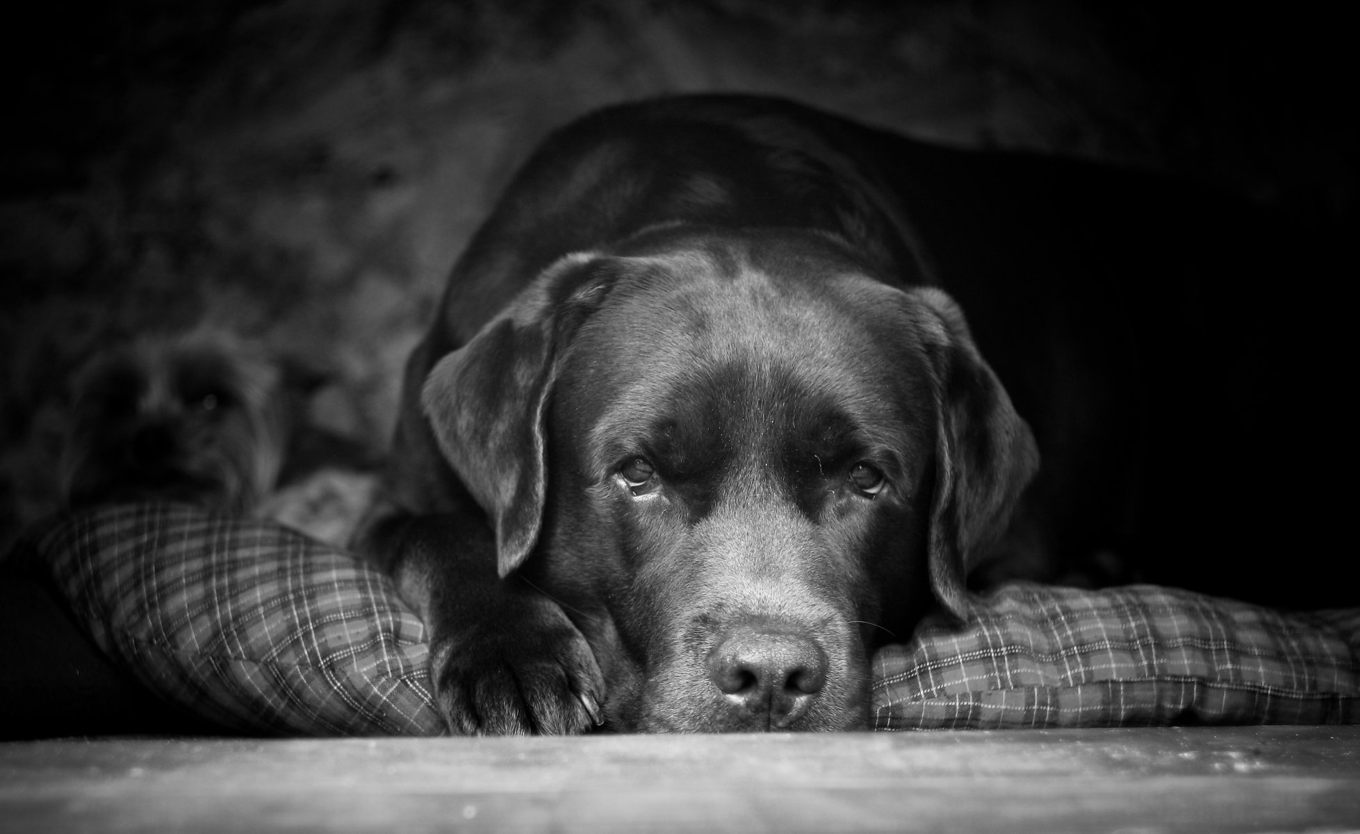 peter labrador sguardo amico miglior cane