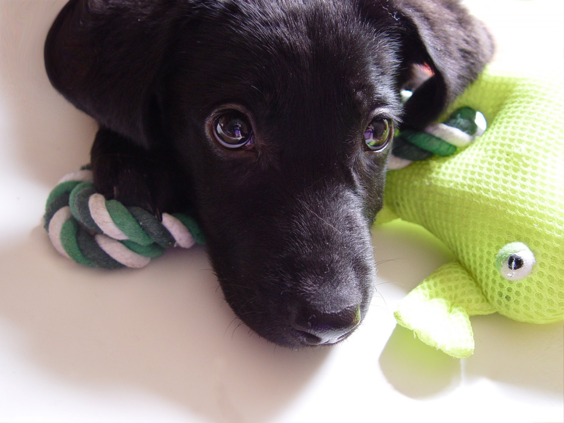 mixi perro cachorro labrador juguete rana mirada