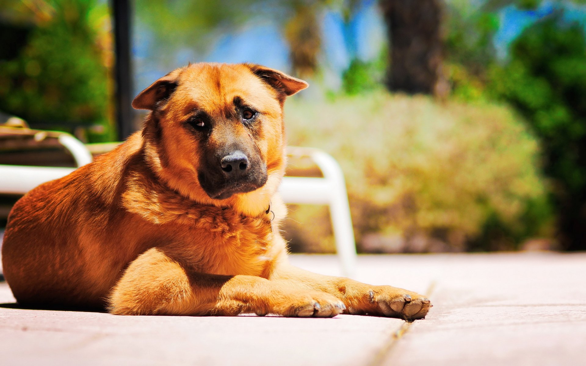 hund freund wächter