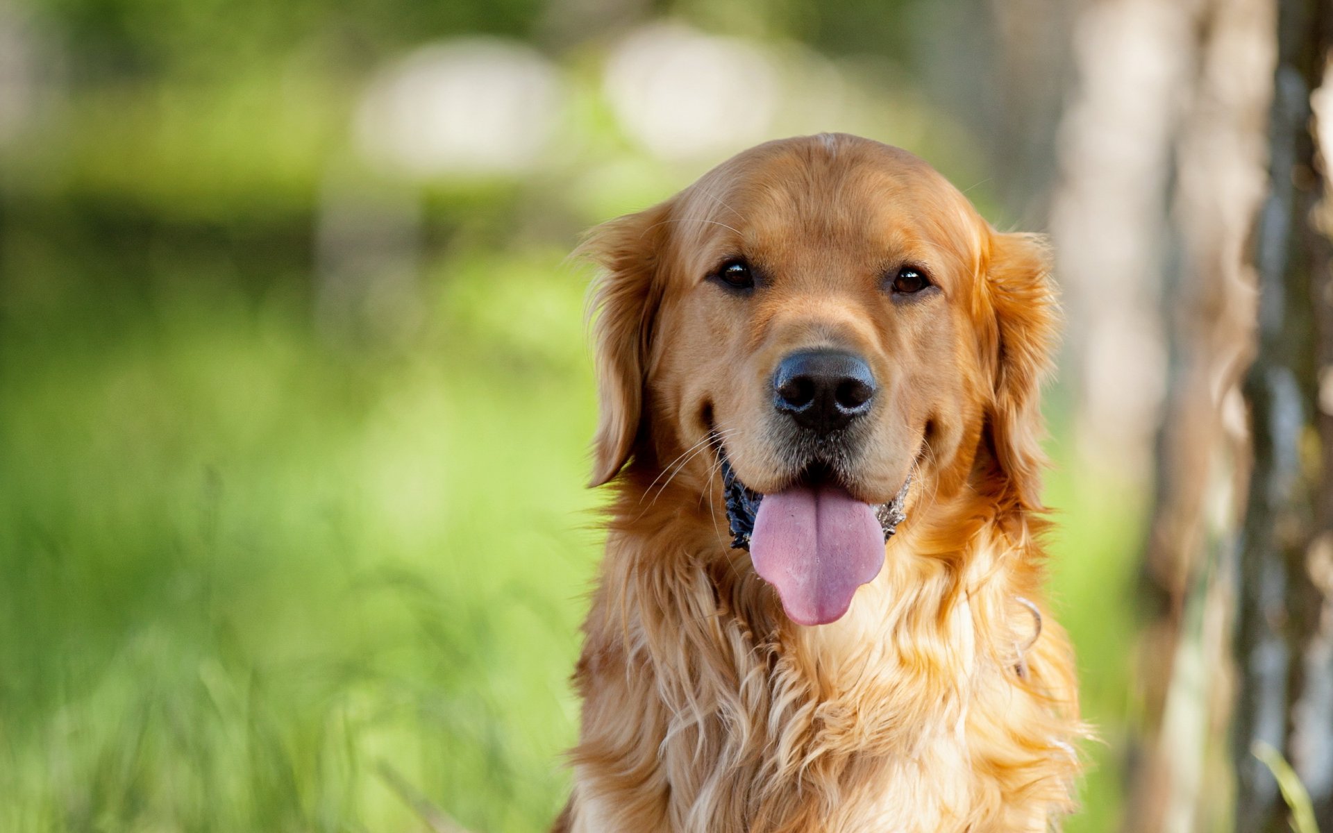 cane sguardo amico retriever