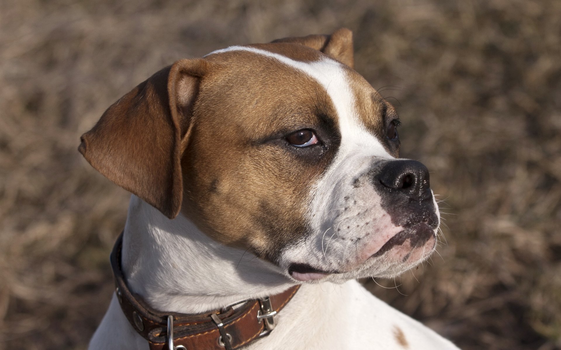 perro amigo mirada