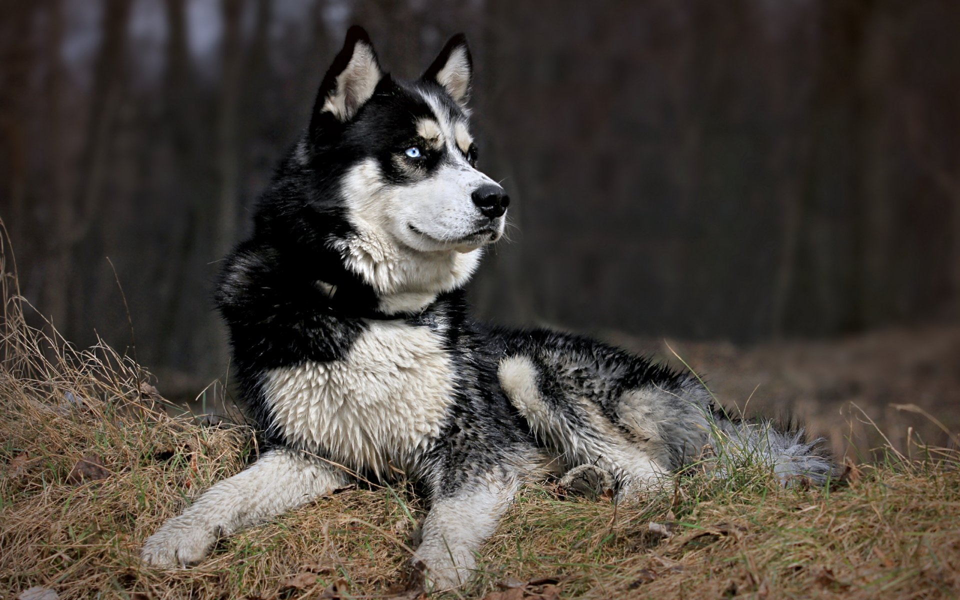 chien ami regard