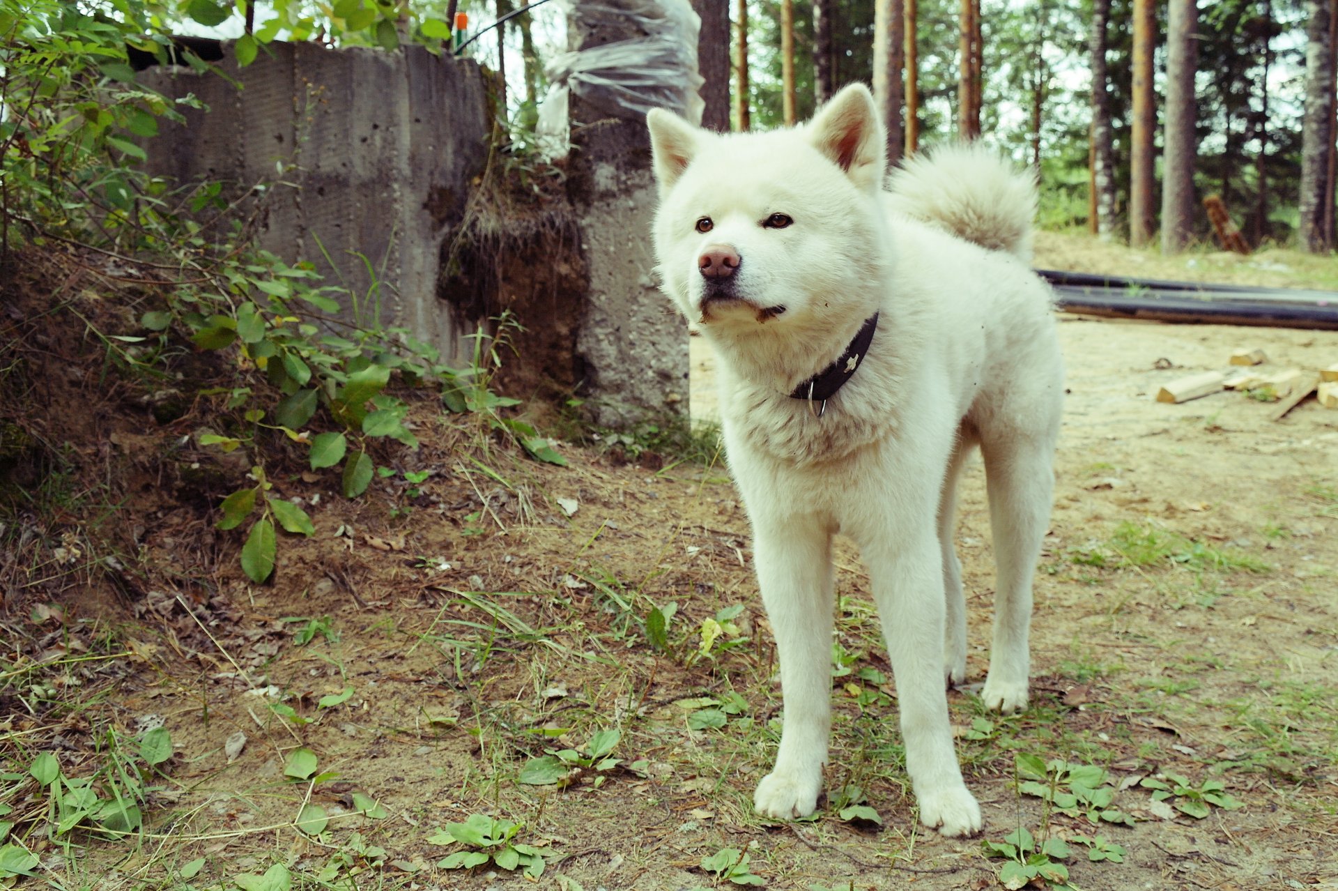 akita inu perros blanco naturaleza