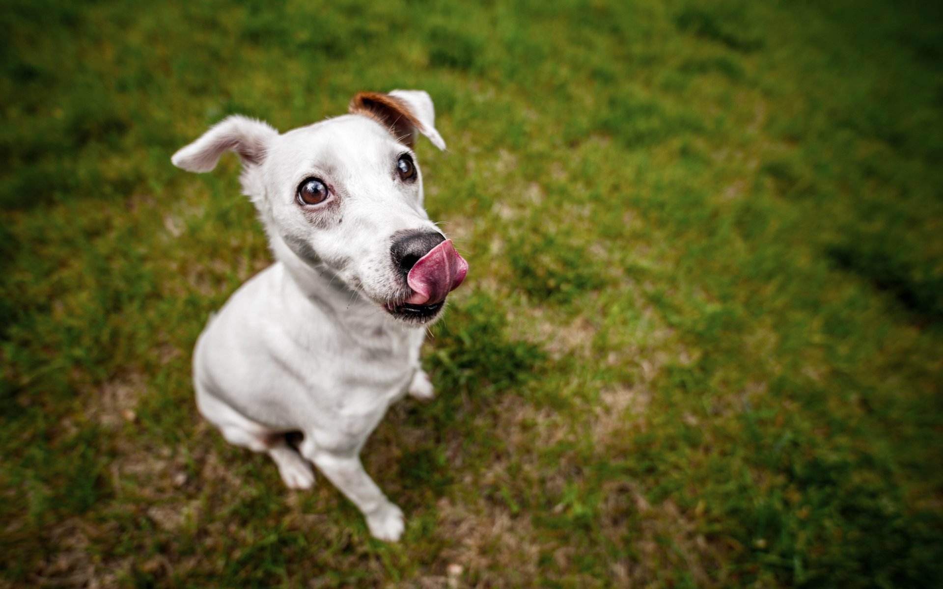 hund blick freund