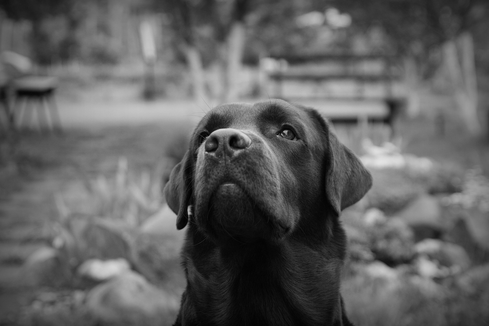 labrador peter noir et blanc