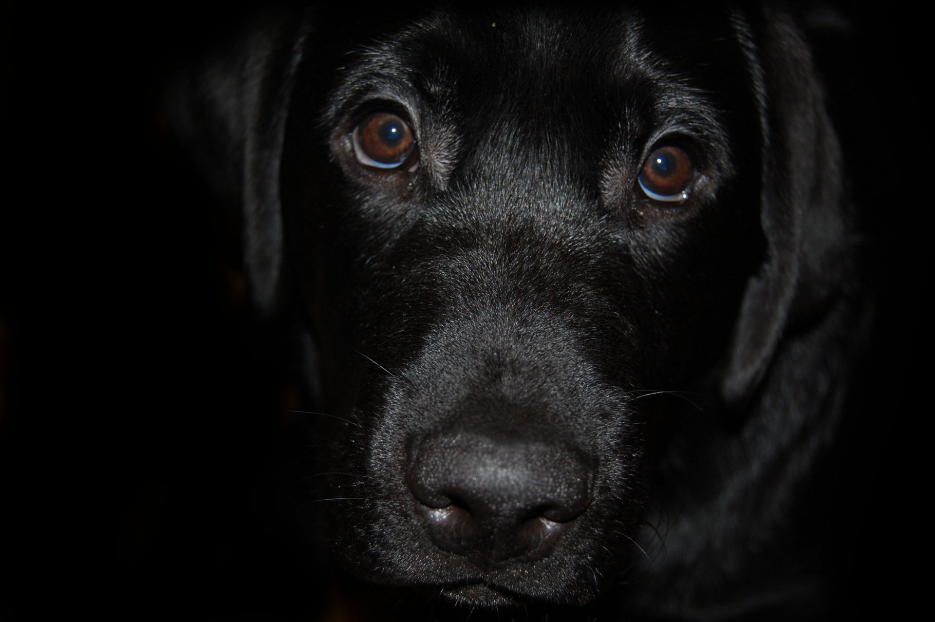 labrador black dog