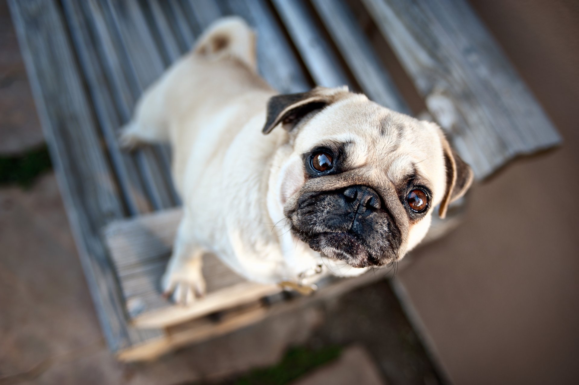 pug dog eyes muzzle ears blur mood