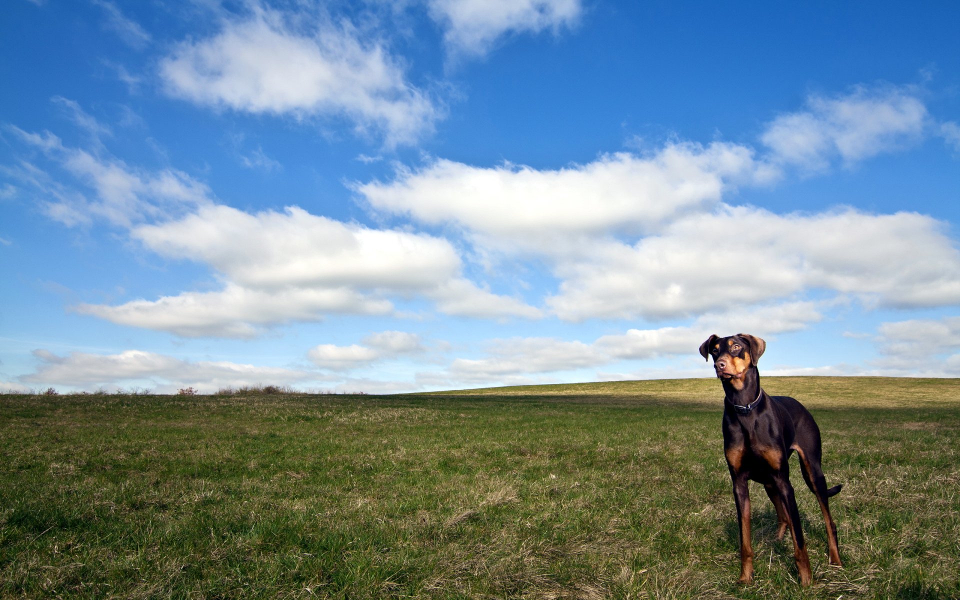 hund feld himmel