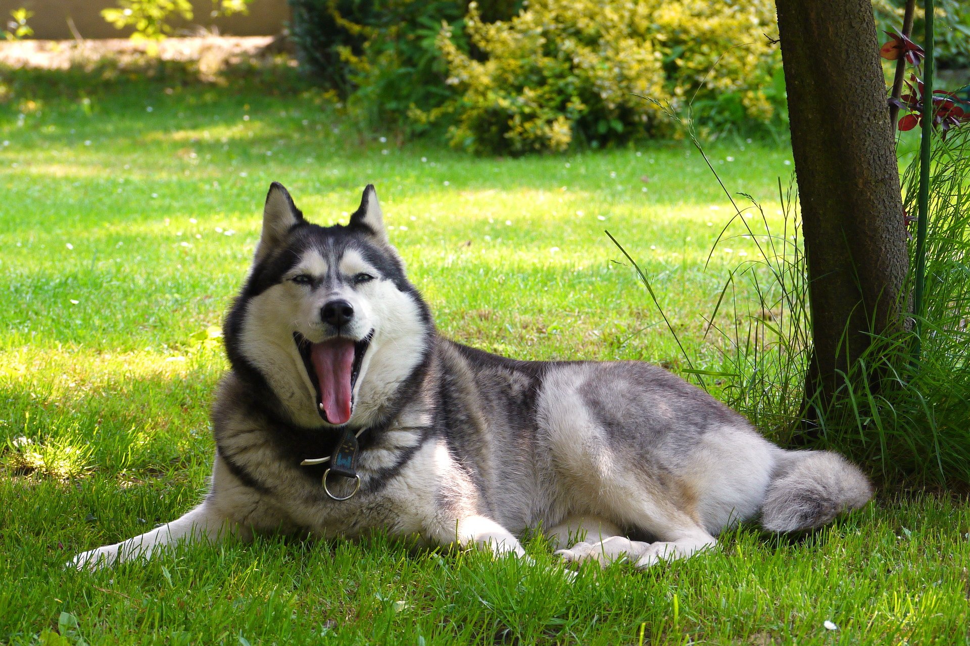 chien malamute nature ami