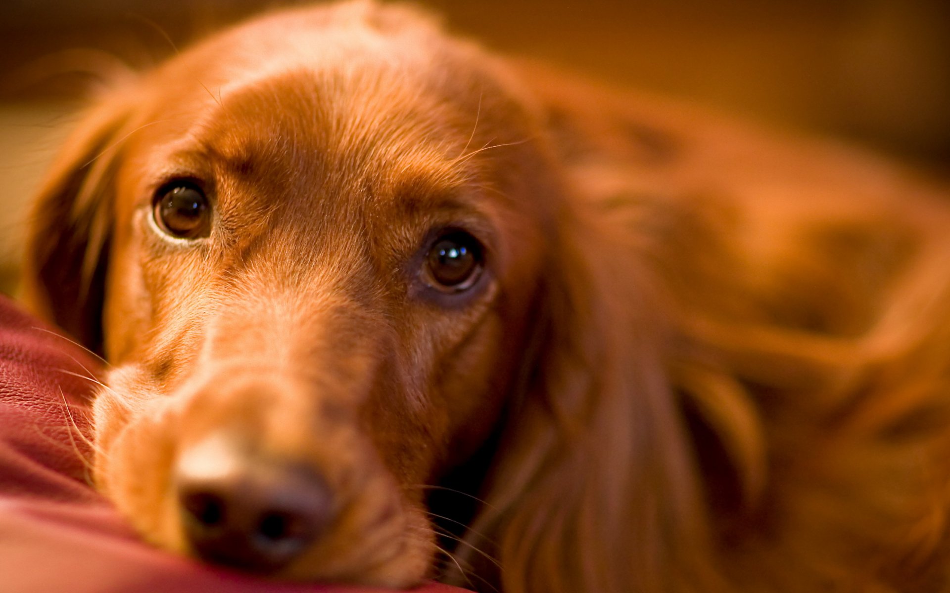 chien regard ami