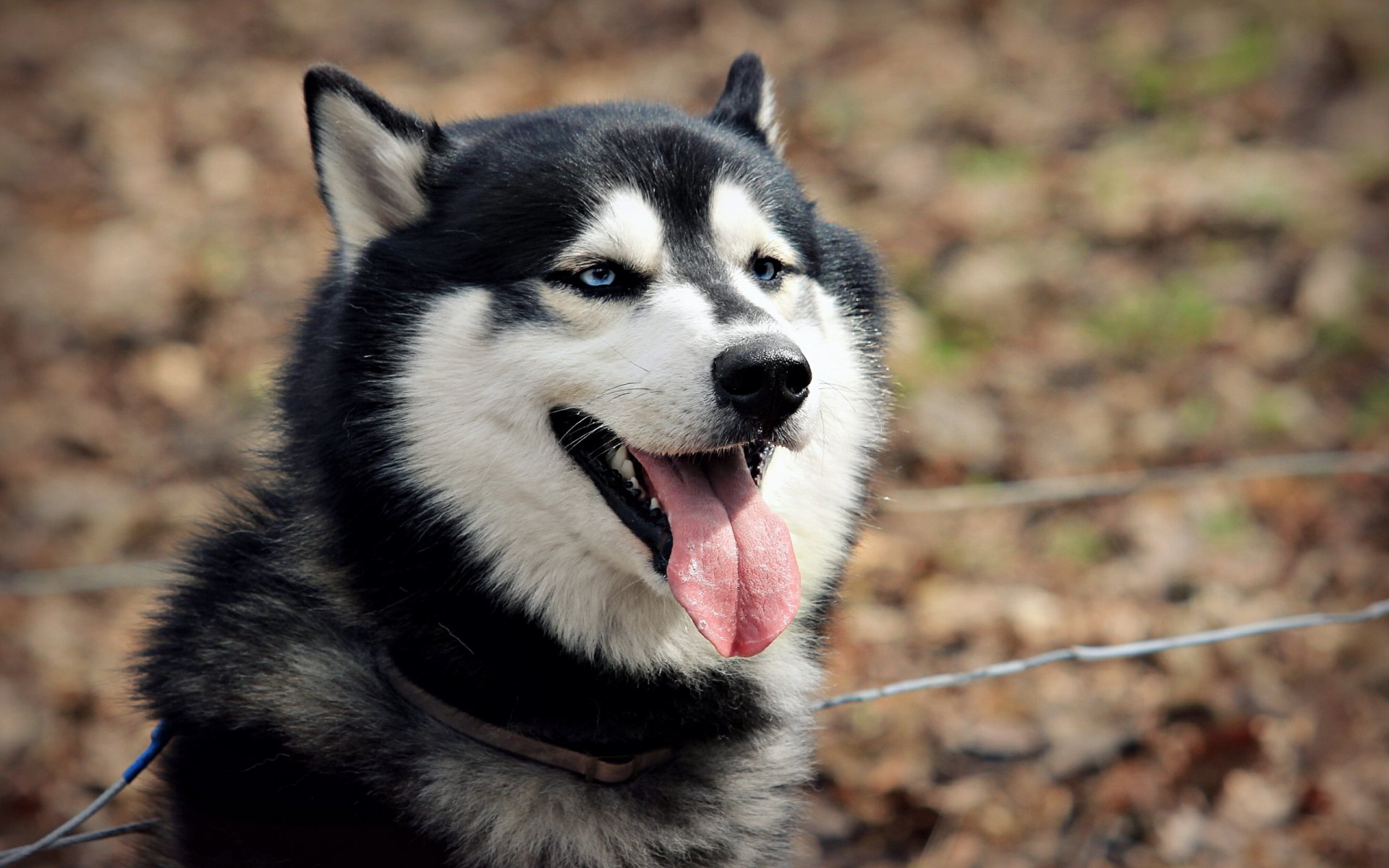 perro amigo mirada