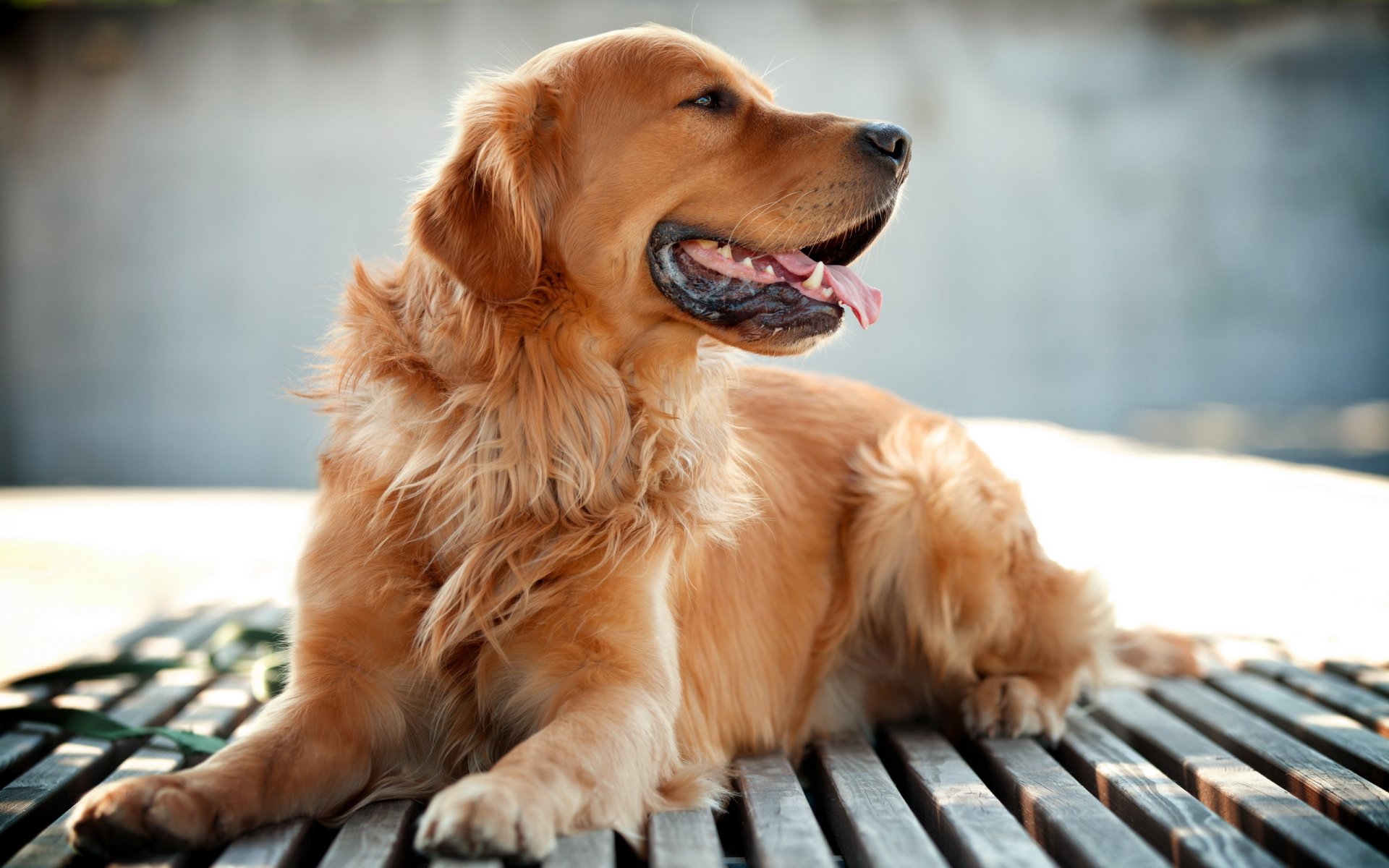 retriever hund freund hintergrund