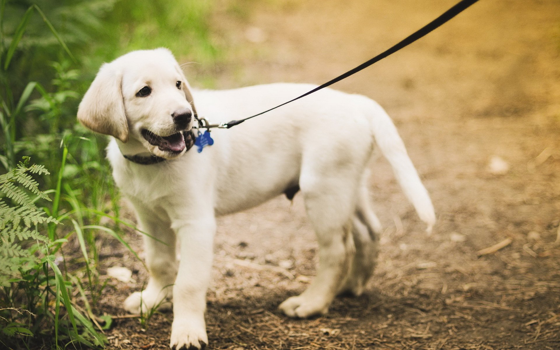 cane amico passeggiata