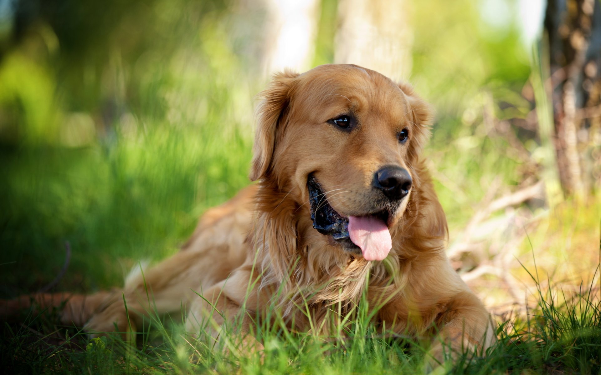 retriever dog other view nature