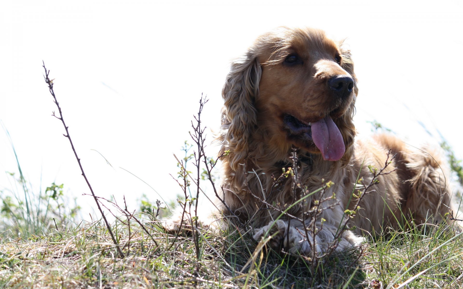 hund sommer licht