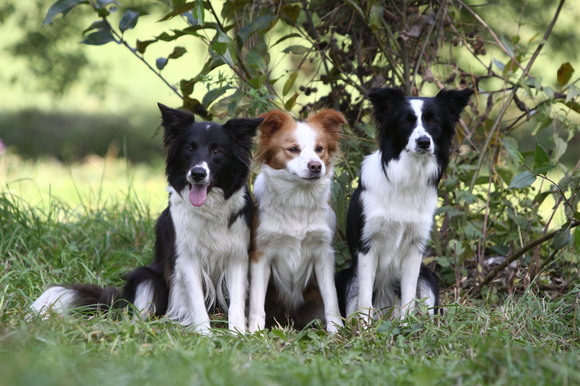 dog puppy border collie