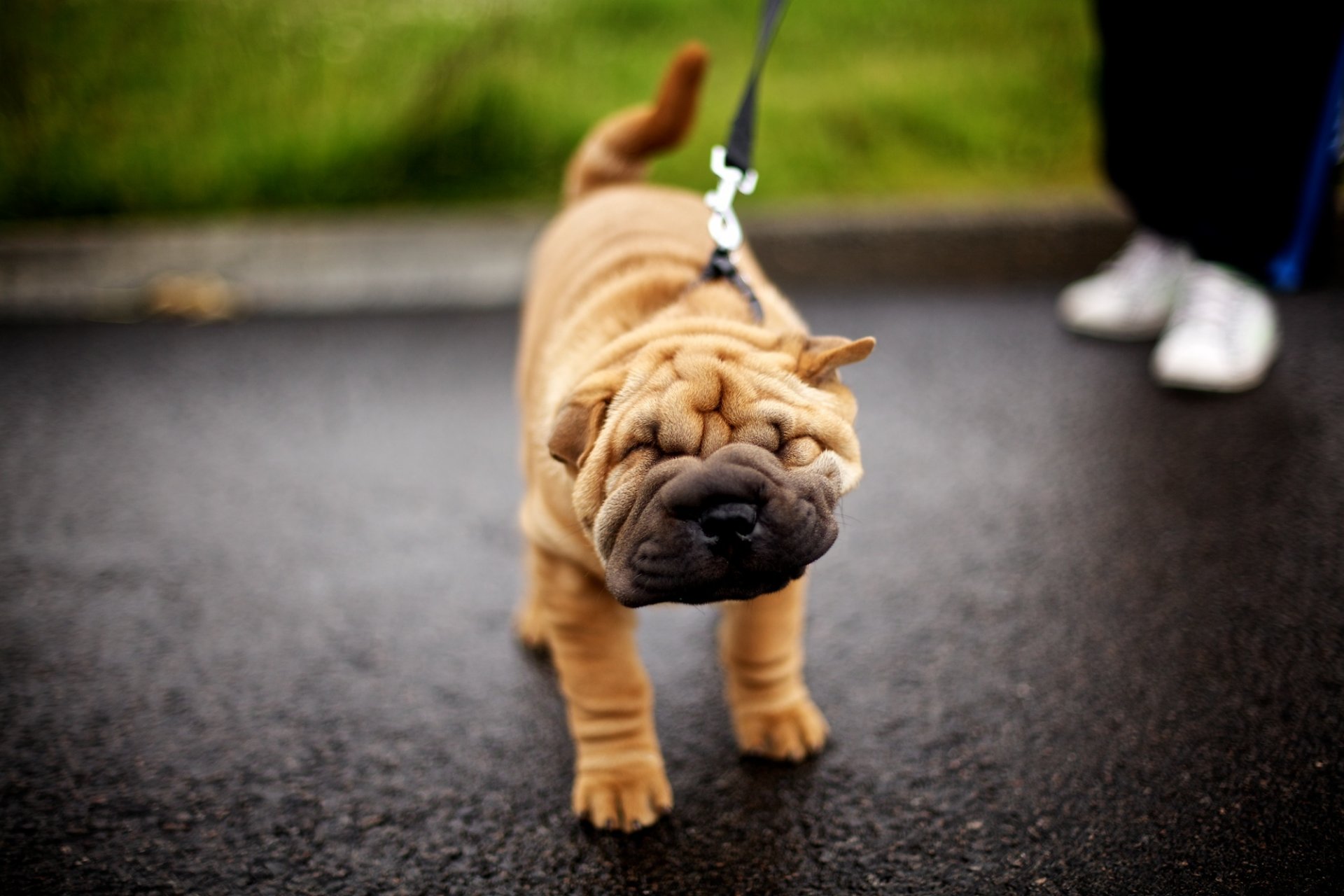 pies twarz shar pei szczeniak