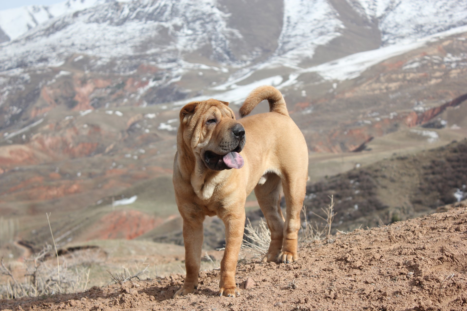 psy shar pei góry wiosna