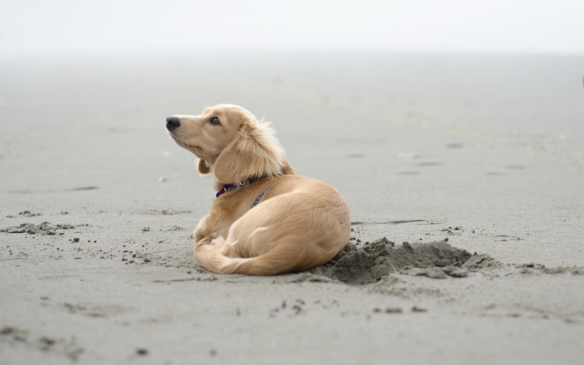 cane sabbia amico