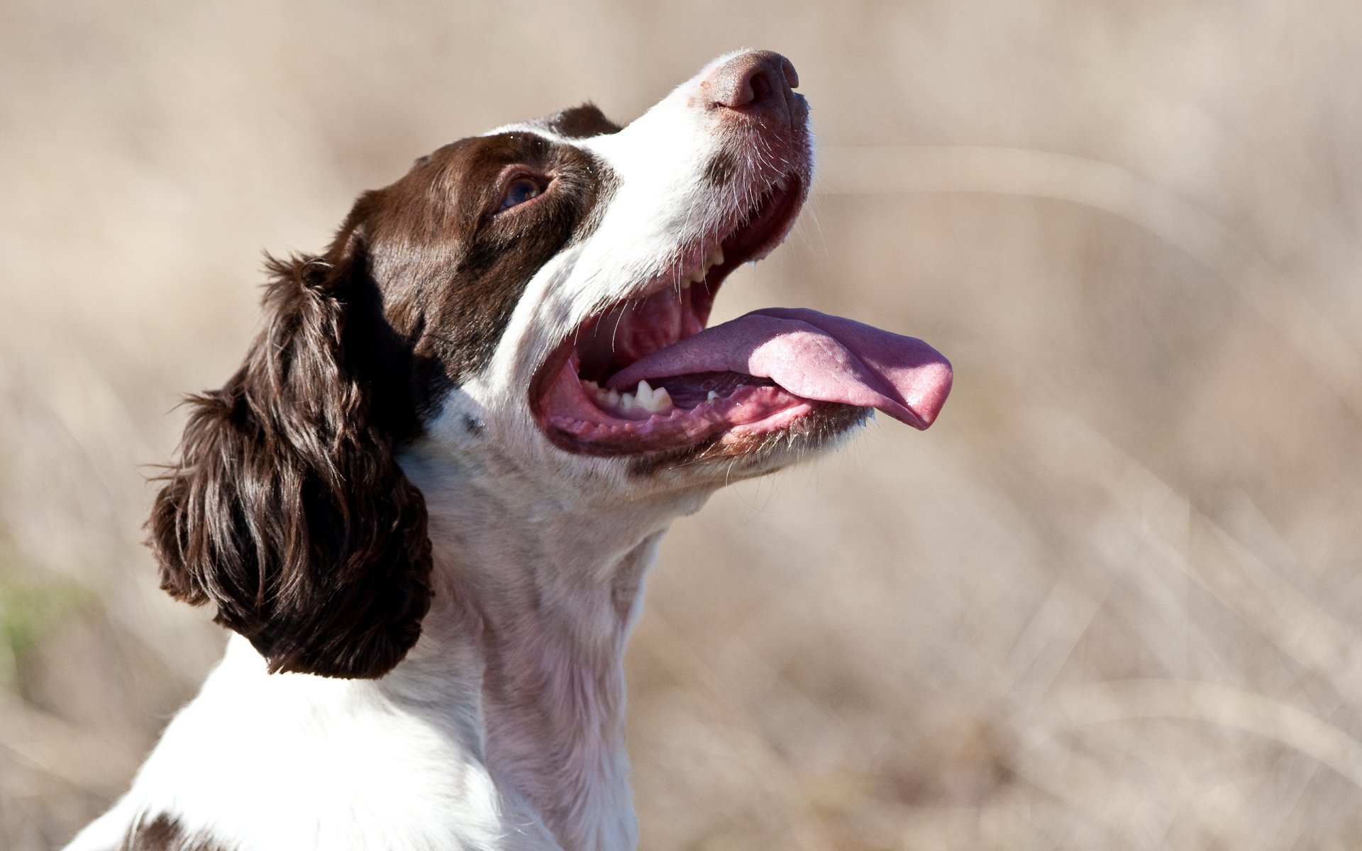 hund feld sommer