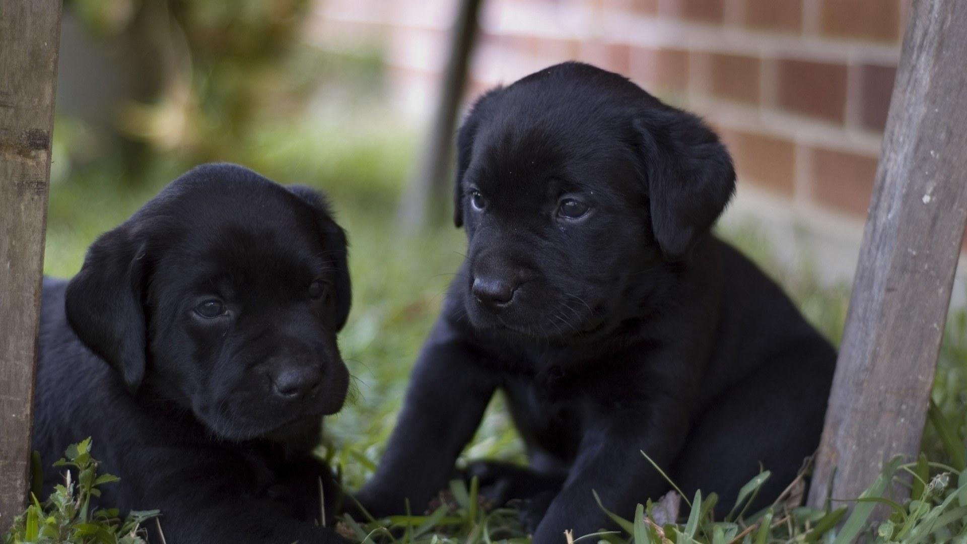 perro labrador retriever cachorros perrito feliz