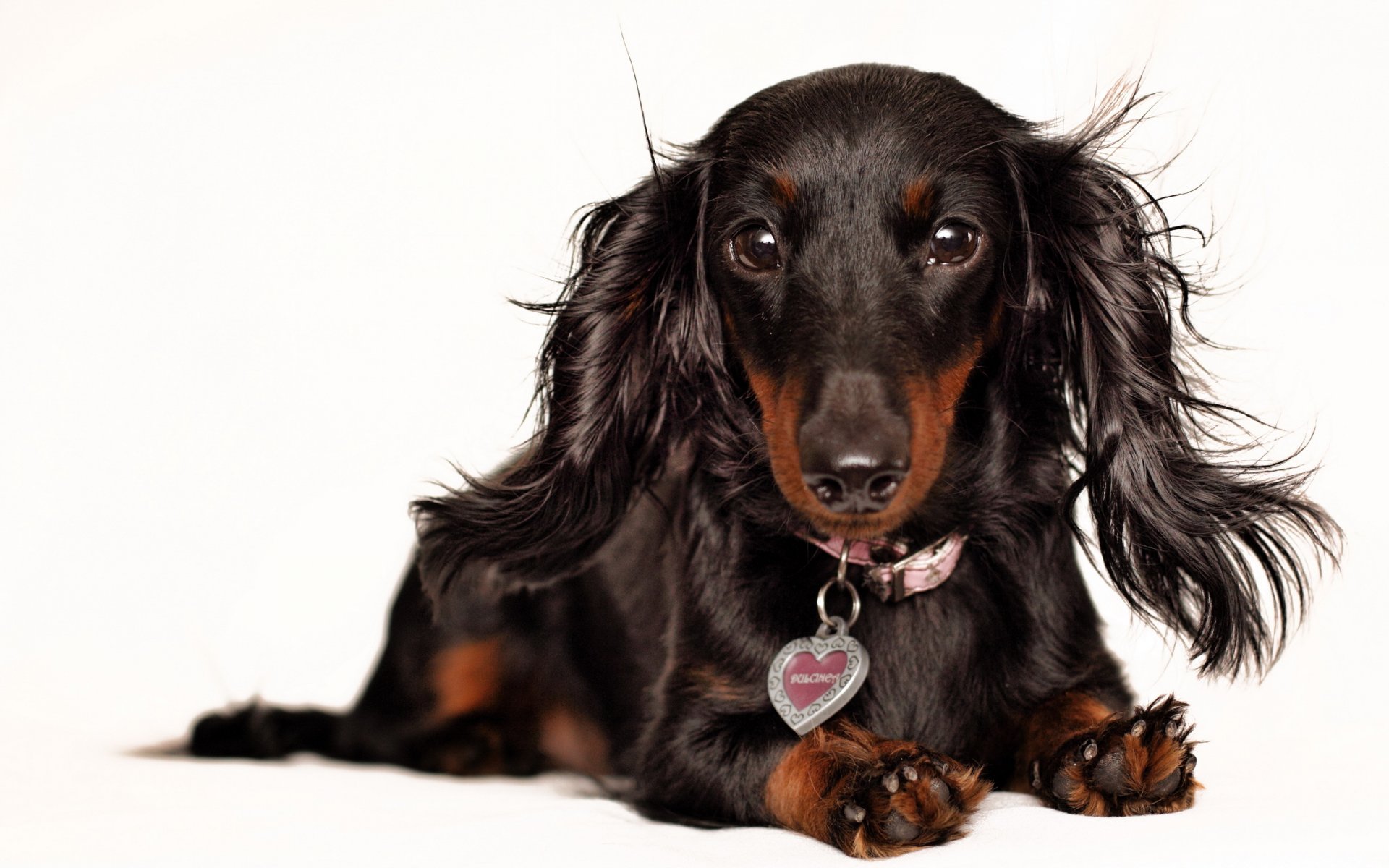 perro dachshund fondo