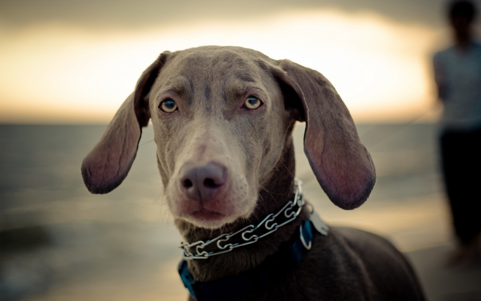 hund blick freund