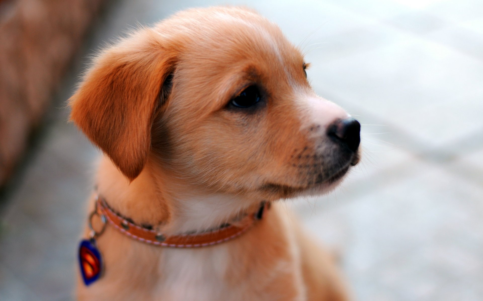 perro cachorro mirada