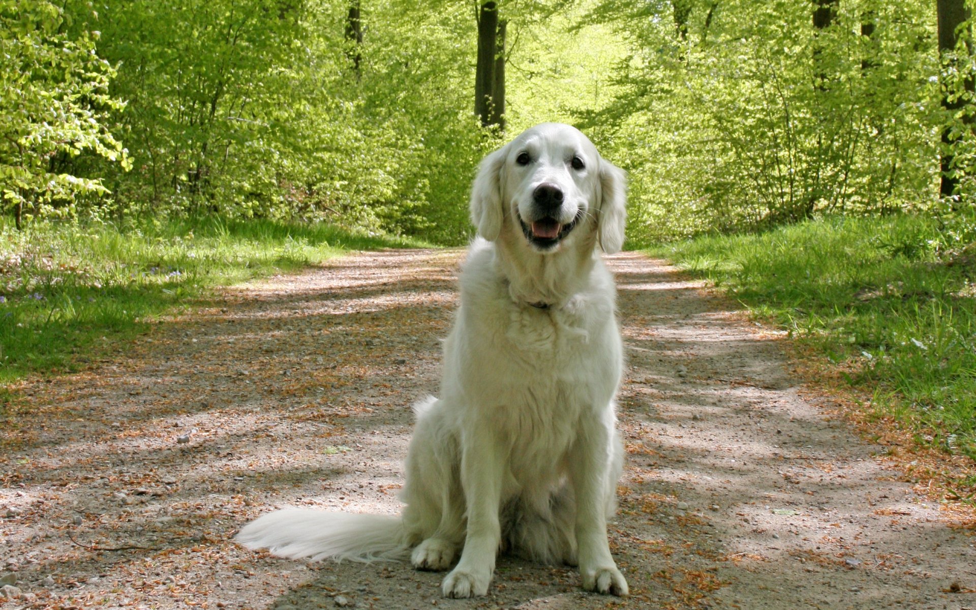 dog summer road