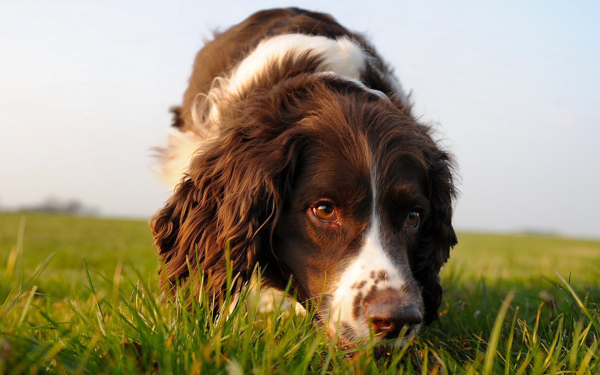 chien ami regard